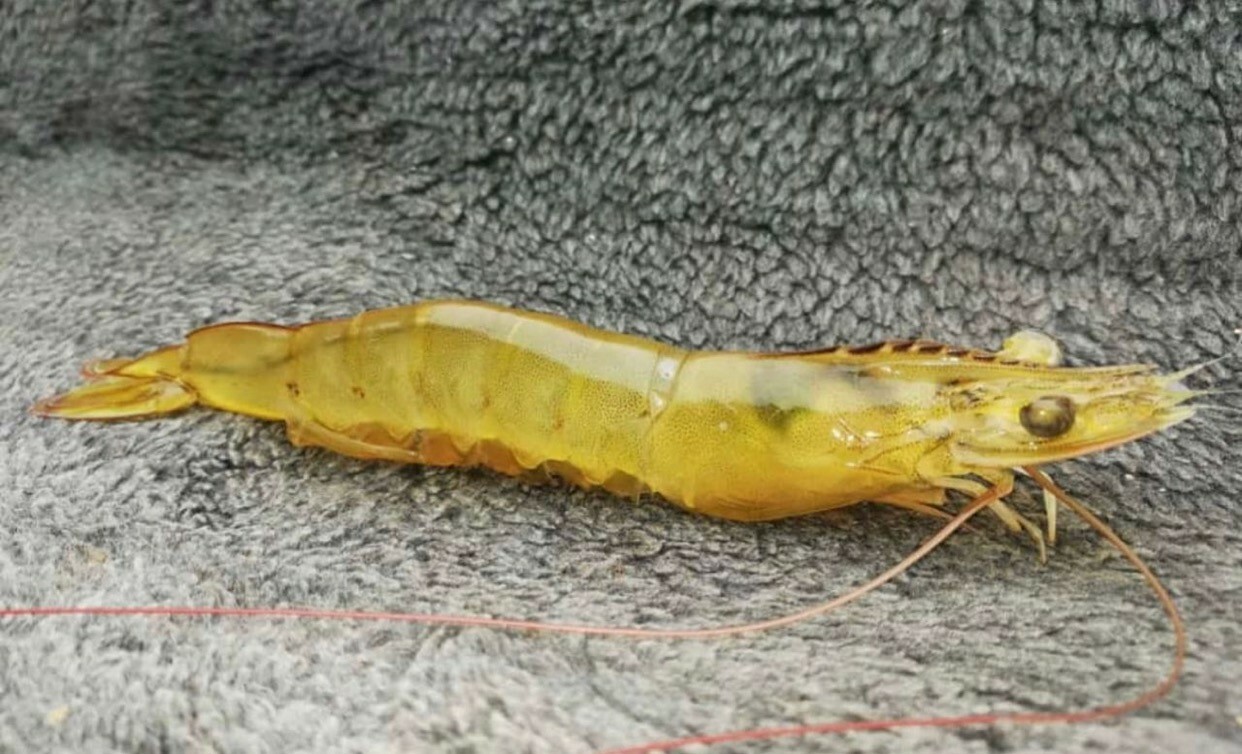 Shrimp 502